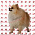 سگ پامرانین پرتغالی_سفید