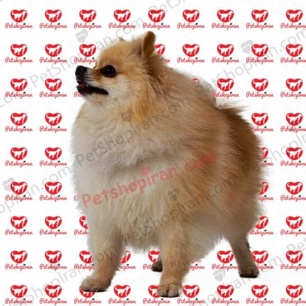 سگ پامرانین پرتغالی_سفید