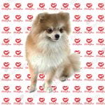 کاشت ناخن 100 درصد تضمینی