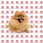 خرید سگ پامرانین عروسکی پرتقالی